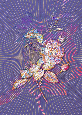 Blood Red Bengal Rose