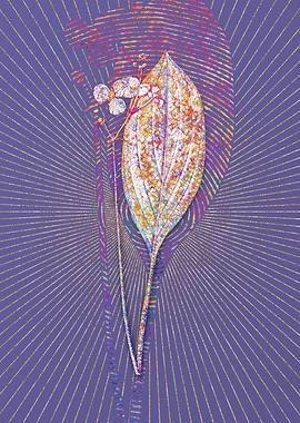 Bulltongue Arrowhead