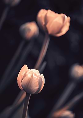 Spring tulips, macro