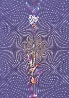 Chincherinchee Mosaic