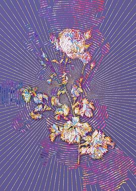 Celery Leaved Cabbage Rose