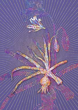 Amaryllis Broussonetii