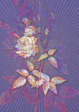 Common Rose of India