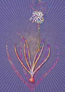 Arabian Starflower Mosaic