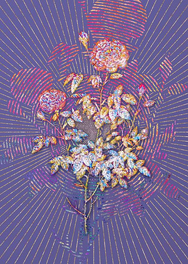 Burgundy Cabbage Rose