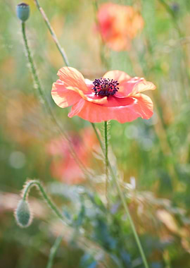 Corn poppy