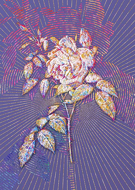 Blooming Fragrant Rosebush