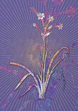 Crytanthus Vittatus Mosaic