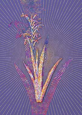 Antholyza Aethiopica