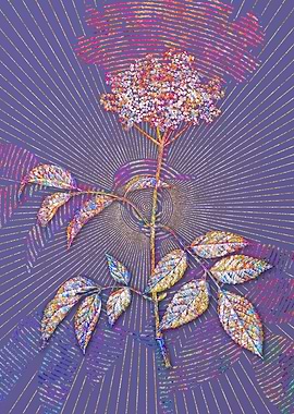 Blooming Elderflower Tree