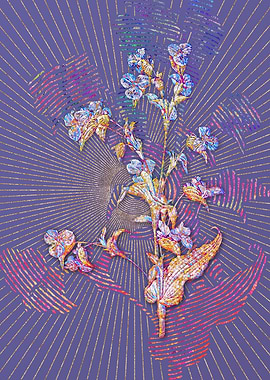 Commelina Tuberosa Mosaic