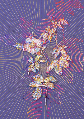 Big Flowered Dog Rose