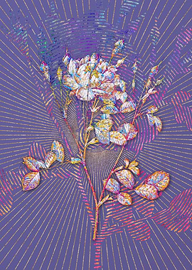 Anemone Sweetbriar Rose