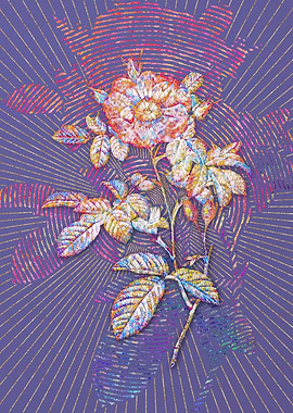 Blooming Red Portland Rose