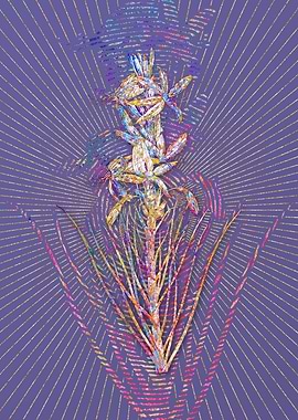 Blooming Yellow Asphodel