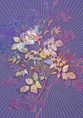 Blooming Malmedy Rose