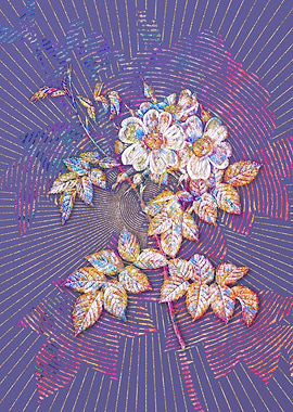 Blooming White Rosebush