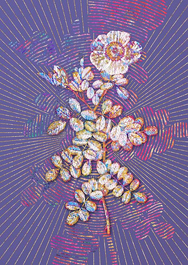 Blooming Macartney Rose