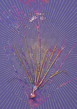 Allium Straitum Mosaic