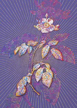 Big Leaved Climbing Rose