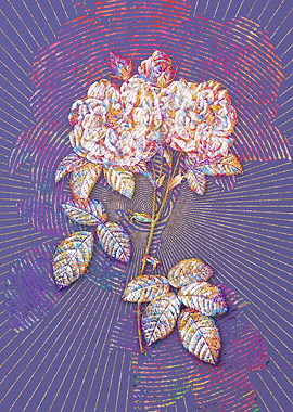 Italian Damask Rose Mosaic