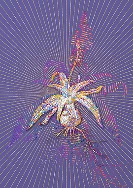 Lachenalia Lanceaefolia