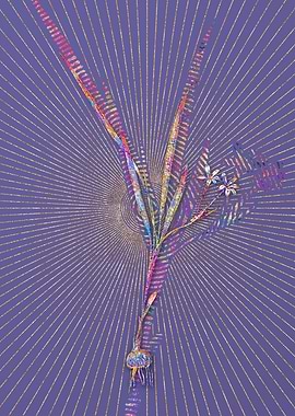 Gladiolus Inclinatus