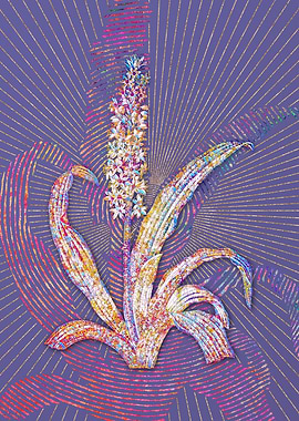 Eucomis Punctata Mosaic