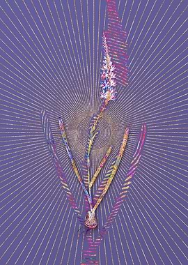 Ixia Cepacea Mosaic Floral