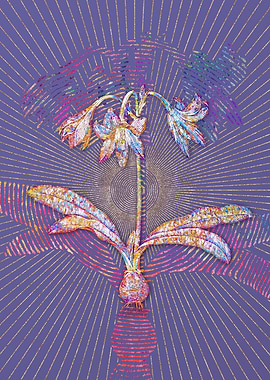 Netted Veined Amaryllis