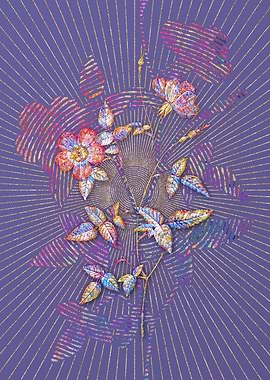 Indica Stelligera Rose