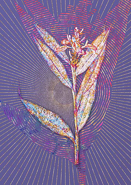 Globba Erecta Mosaic