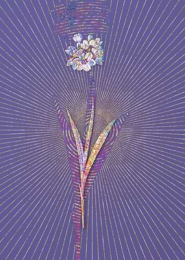 Ixia Maculata Mosaic