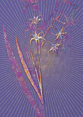 Gladiolus Cuspidatus