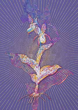 Ladys Slipper Orchid