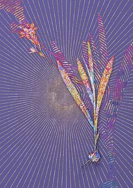 Gladiolus Mucronatus