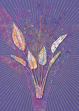 European Water Plantain