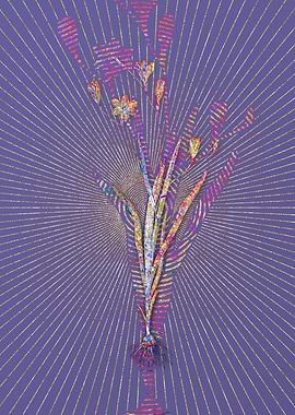 Ixia Bulbifera Mosaic