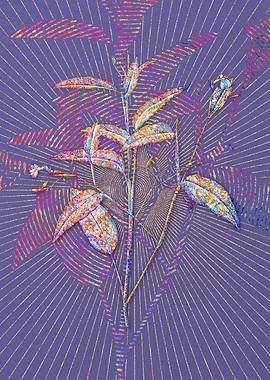 Maranta Arundinacea Mosaic