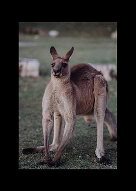 Kangaroo