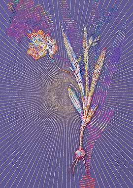 Ixia Miniata Mosaic Flower