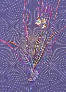 Gladiolus Lineatus Mosaic