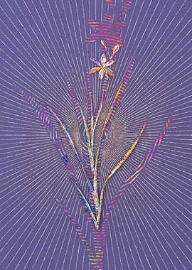 Ixia Anemonae Flora Mosaic