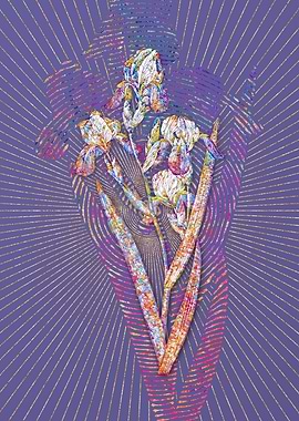 Elder Scented Iris 1