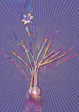 Narcissus Gouani Mosaic