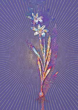 Ixia Liliago Mosaic Flower