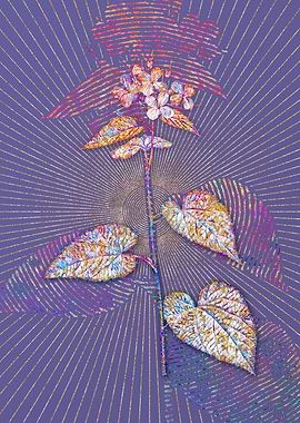 Morning Glory Flower