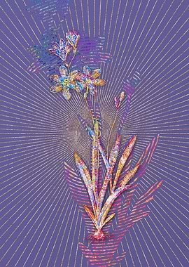 Ixia Grandiflora Mosaic