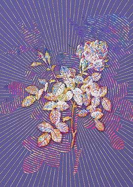 Dwarf Damask Rose Mosaic