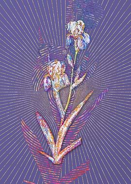 Elder Scented Iris 2